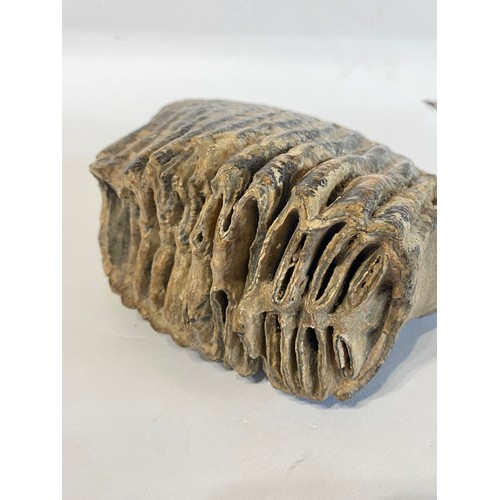 65 - Fossil Mammoth Tooth. 20cm x 14cm x 9cm