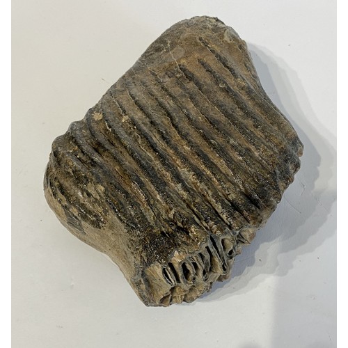 65 - Fossil Mammoth Tooth. 20cm x 14cm x 9cm