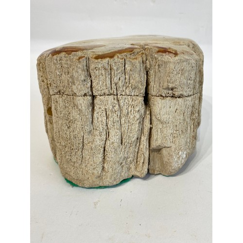 67 - Piece Of Petrified / Fossilised Wood /Tree. 16cm x 11cm