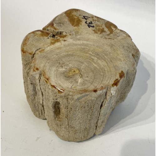 67 - Piece Of Petrified / Fossilised Wood /Tree. 16cm x 11cm