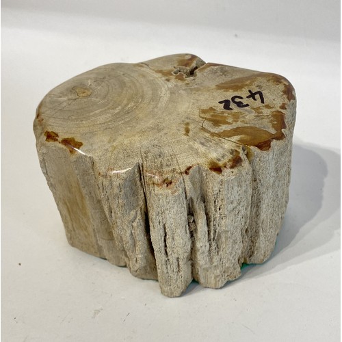 67 - Piece Of Petrified / Fossilised Wood /Tree. 16cm x 11cm