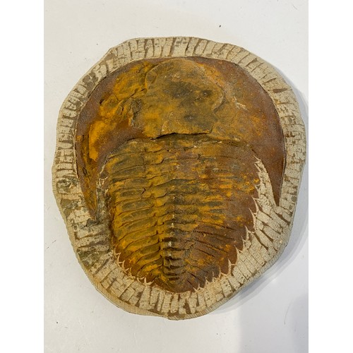 68 - Trilobite Fossil Cambropallas Telesto Fossil. 17cm x 14cm