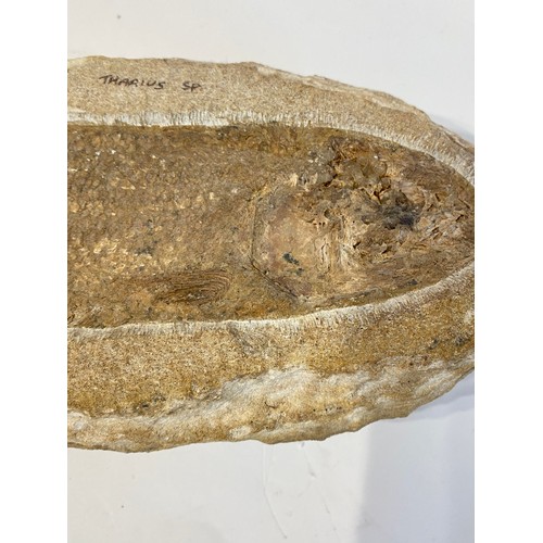 69 - Tharius Fish Fossil . 30cm x 13cm x 7cm