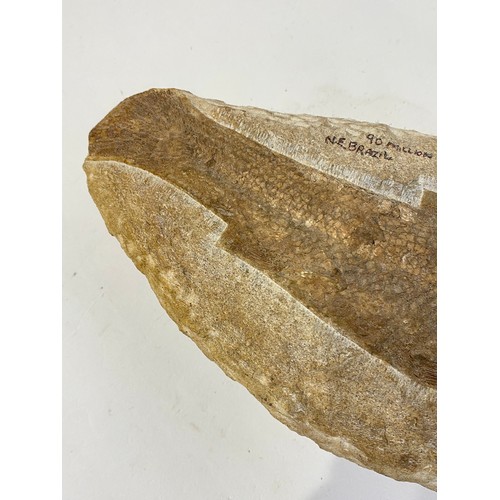 69 - Tharius Fish Fossil . 30cm x 13cm x 7cm