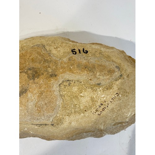 69 - Tharius Fish Fossil . 30cm x 13cm x 7cm