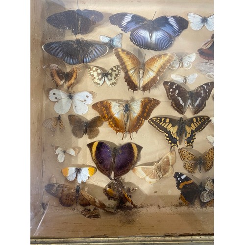 72 - Framed Case of Victorian  Taxidermy Butterflies. 46.5cm x 29cm x 9cm