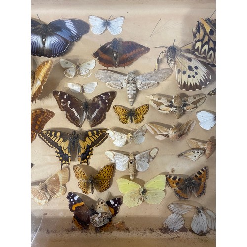 72 - Framed Case of Victorian  Taxidermy Butterflies. 46.5cm x 29cm x 9cm