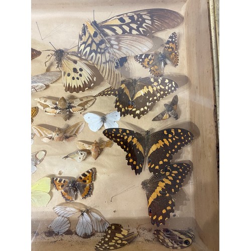 72 - Framed Case of Victorian  Taxidermy Butterflies. 46.5cm x 29cm x 9cm