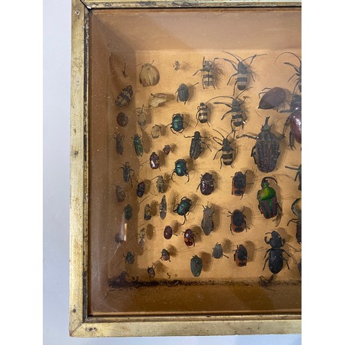 73 - Framed Case of Victorian  Taxidermy Beetles.  40cm x 26cm x 8cm