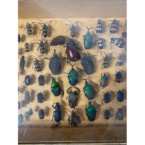 73 - Framed Case of Victorian  Taxidermy Beetles.  40cm x 26cm x 8cm