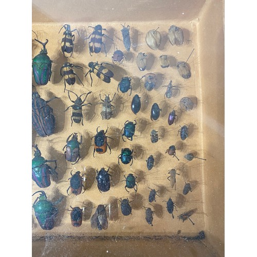 73 - Framed Case of Victorian  Taxidermy Beetles.  40cm x 26cm x 8cm