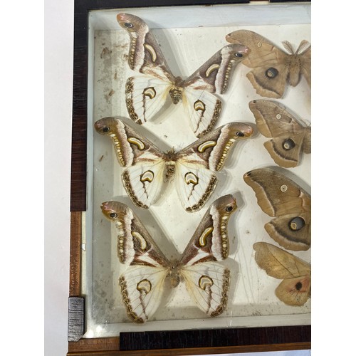 74 - Framed Case of Taxidermy Moths. 43cm x 30cm x 5cm