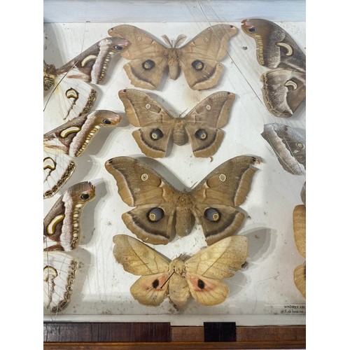 74 - Framed Case of Taxidermy Moths. 43cm x 30cm x 5cm