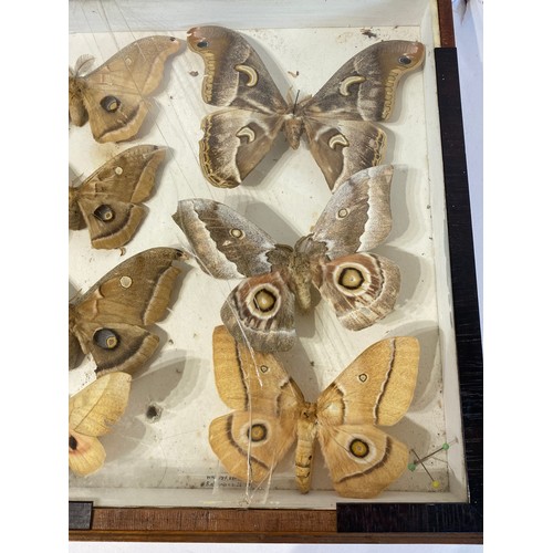 74 - Framed Case of Taxidermy Moths. 43cm x 30cm x 5cm