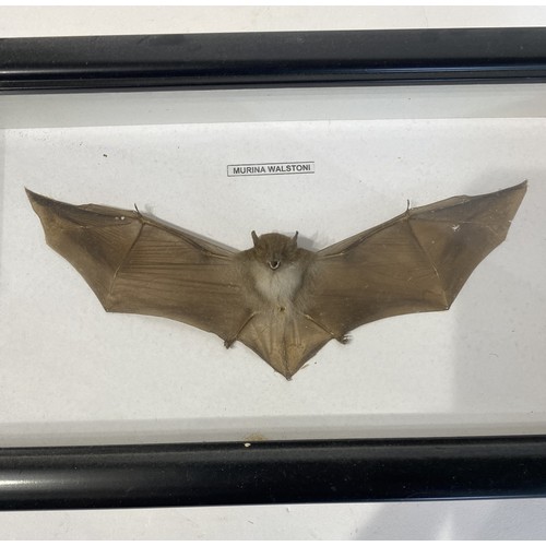 75 - Framed and Displayed Taxidermy Bat. 31.5cm x 17.5cm x 4.5cm