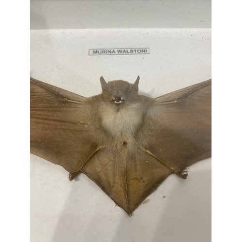 75 - Framed and Displayed Taxidermy Bat. 31.5cm x 17.5cm x 4.5cm