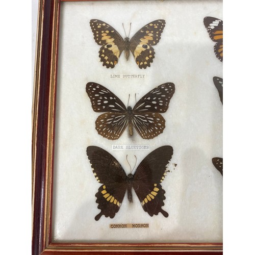 76 - Framed and Displayed Taxidermy Butterflies to Include Common Tiger, Tailed Green Jay, Painted Jazabe... 