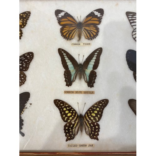 76 - Framed and Displayed Taxidermy Butterflies to Include Common Tiger, Tailed Green Jay, Painted Jazabe... 