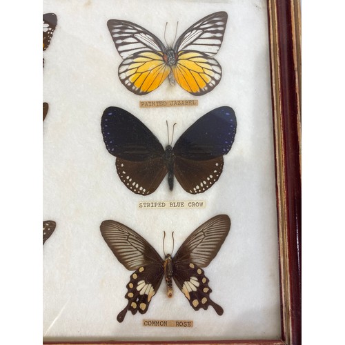 76 - Framed and Displayed Taxidermy Butterflies to Include Common Tiger, Tailed Green Jay, Painted Jazabe... 