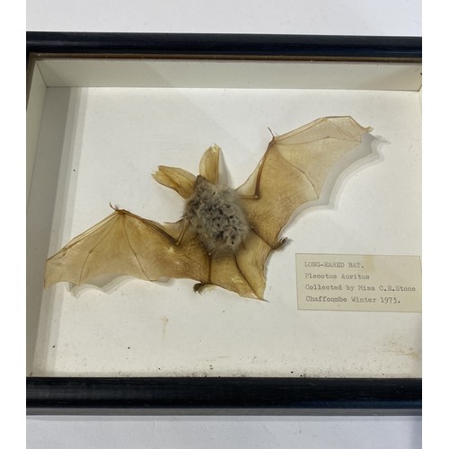 77 - Framed and Displayed Long Eared Bat. 25.5cm x 20cm x 4cm