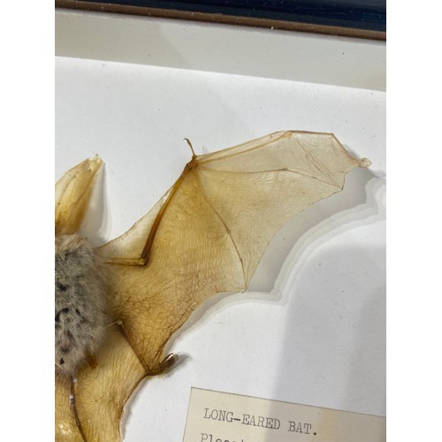 77 - Framed and Displayed Long Eared Bat. 25.5cm x 20cm x 4cm