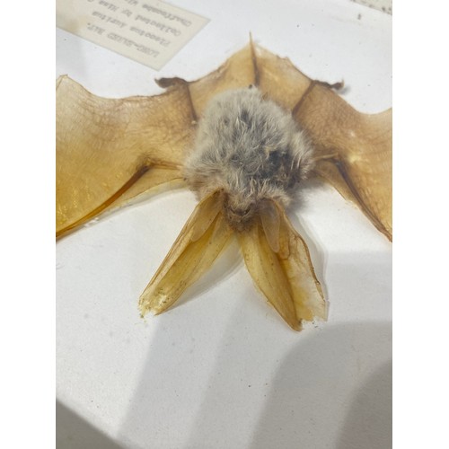 77 - Framed and Displayed Long Eared Bat. 25.5cm x 20cm x 4cm