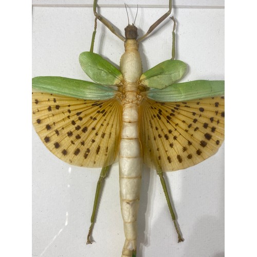 78 - Framed and Displayed Paracyphocrania Major . 32.5cm x 23.5cm x 5cm