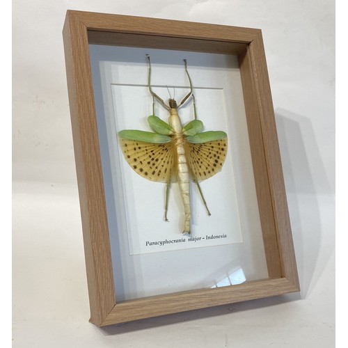 78 - Framed and Displayed Paracyphocrania Major . 32.5cm x 23.5cm x 5cm