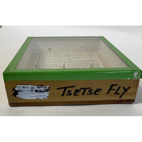 79 - Framed and Displayed Tsetse Flies . 26cm x 19.5cm x 5cm