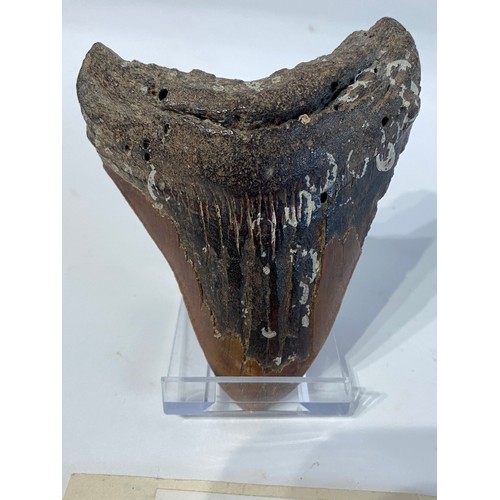 82 - Large Fossil Shark Tooth. No 57. 12cm x 10cm