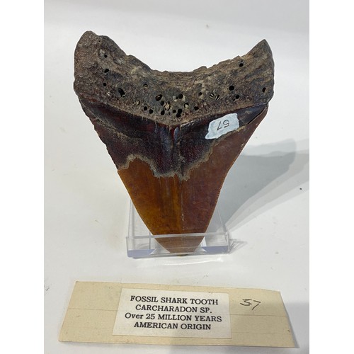 82 - Large Fossil Shark Tooth. No 57. 12cm x 10cm