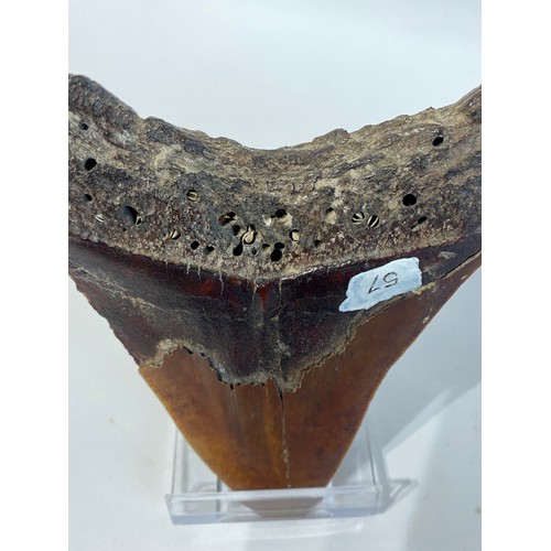 82 - Large Fossil Shark Tooth. No 57. 12cm x 10cm