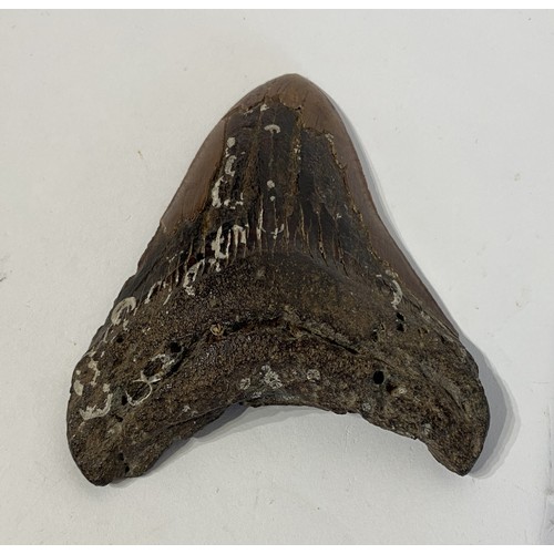 82 - Large Fossil Shark Tooth. No 57. 12cm x 10cm