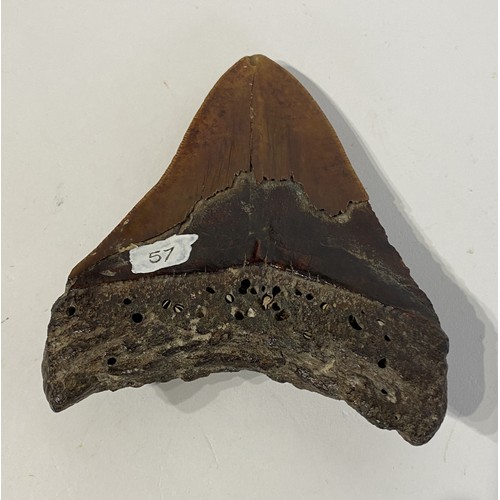 82 - Large Fossil Shark Tooth. No 57. 12cm x 10cm