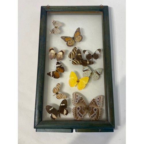 83 - Framed and Displayed Case of Taxidermy Butterflies. 44cm x 25cm x 3.5cm