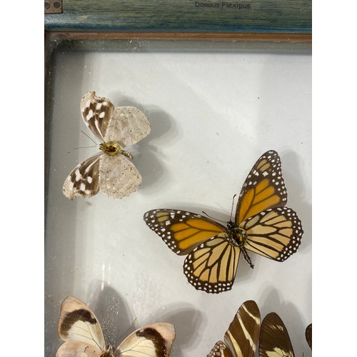 83 - Framed and Displayed Case of Taxidermy Butterflies. 44cm x 25cm x 3.5cm