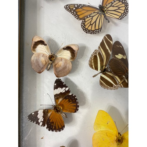 83 - Framed and Displayed Case of Taxidermy Butterflies. 44cm x 25cm x 3.5cm