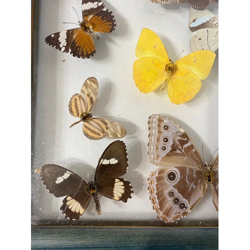 83 - Framed and Displayed Case of Taxidermy Butterflies. 44cm x 25cm x 3.5cm