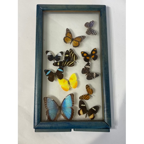 83 - Framed and Displayed Case of Taxidermy Butterflies. 44cm x 25cm x 3.5cm