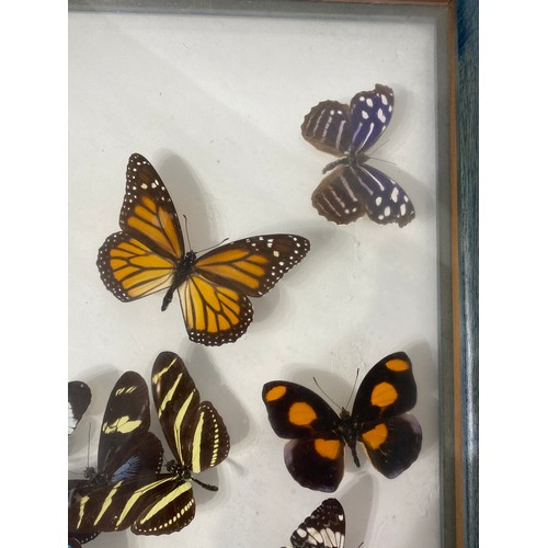 83 - Framed and Displayed Case of Taxidermy Butterflies. 44cm x 25cm x 3.5cm