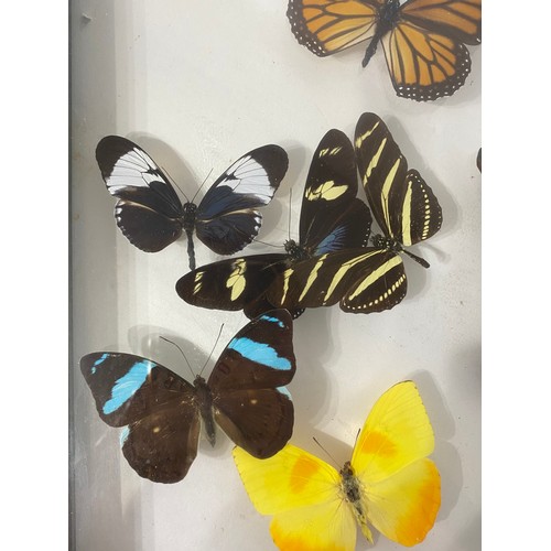 83 - Framed and Displayed Case of Taxidermy Butterflies. 44cm x 25cm x 3.5cm