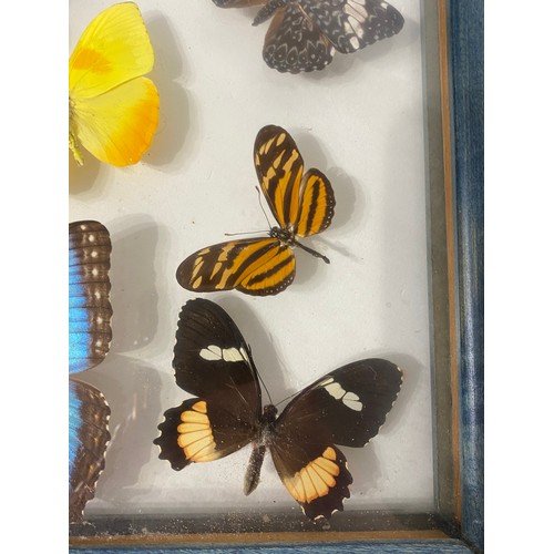 83 - Framed and Displayed Case of Taxidermy Butterflies. 44cm x 25cm x 3.5cm