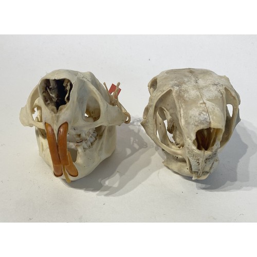 88 - Two Taxidermy Porcupine Skulls. 10cm x 7cm x 7cm.