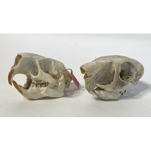 88 - Two Taxidermy Porcupine Skulls. 10cm x 7cm x 7cm.