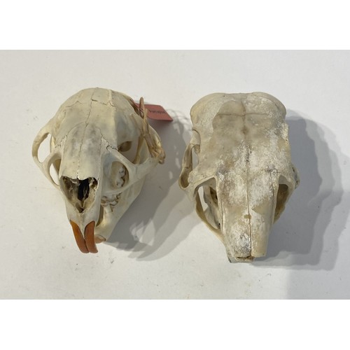 88 - Two Taxidermy Porcupine Skulls. 10cm x 7cm x 7cm.