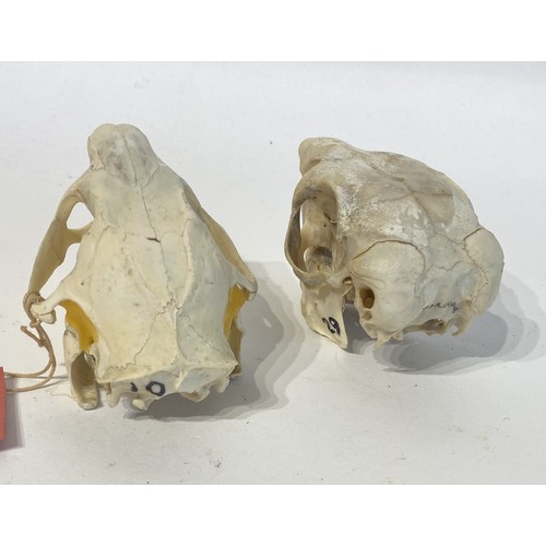 88 - Two Taxidermy Porcupine Skulls. 10cm x 7cm x 7cm.