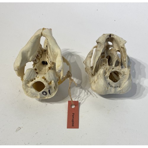 88 - Two Taxidermy Porcupine Skulls. 10cm x 7cm x 7cm.