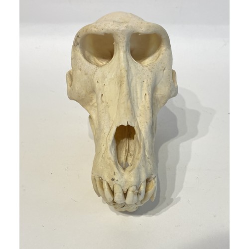 89 - Antique Taxidermy Chacma Baboon Skull. 21cm x 15cm x 12cm