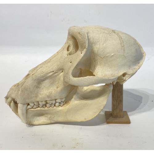 89 - Antique Taxidermy Chacma Baboon Skull. 21cm x 15cm x 12cm