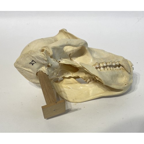 89 - Antique Taxidermy Chacma Baboon Skull. 21cm x 15cm x 12cm